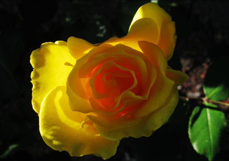 Rose with morning light