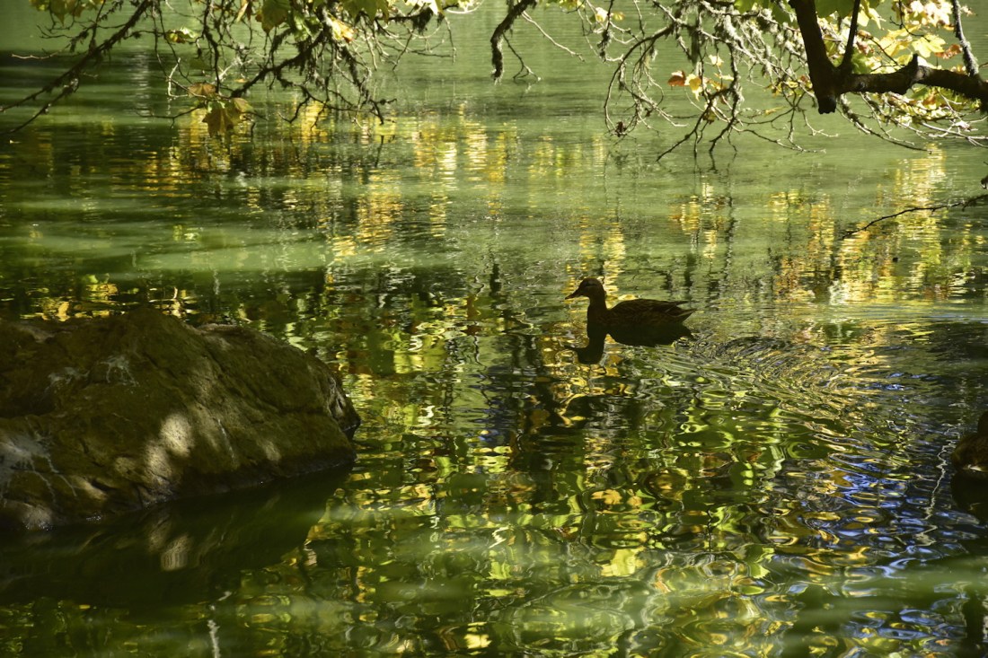 20191020_GGP_duck_reflection