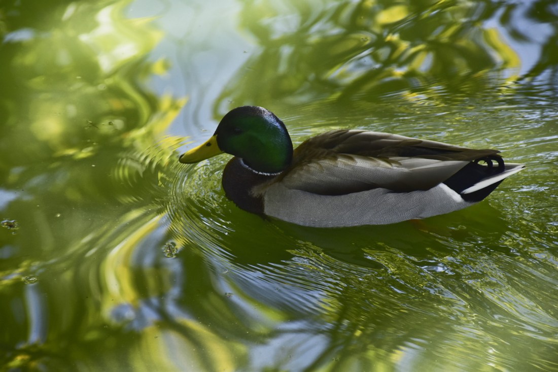 20191020_GGP_mallard
