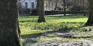 0217 daffs